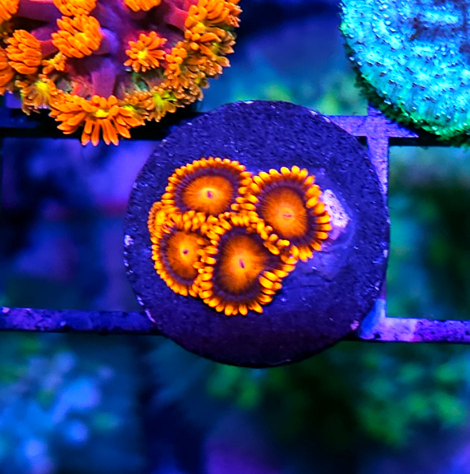 Orange Oxide Zoas