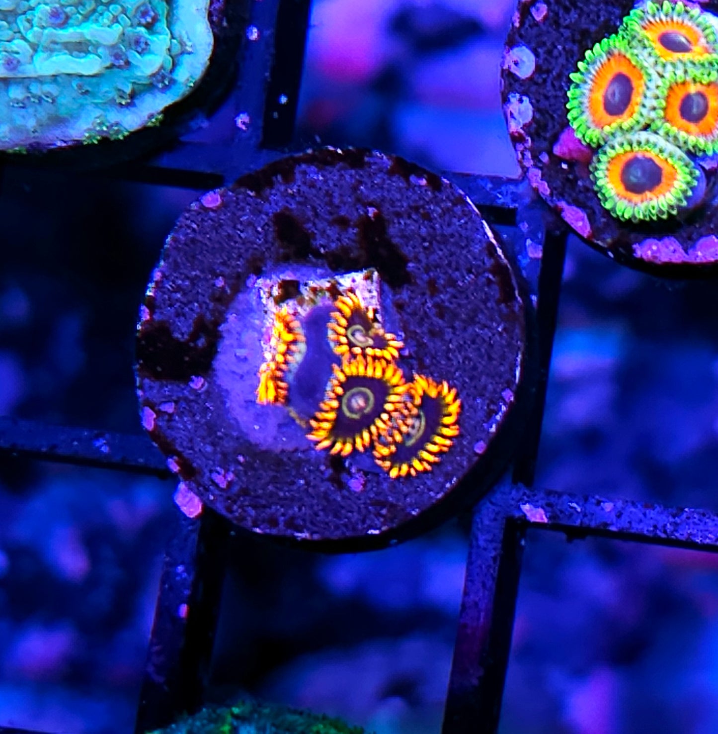 Rainbow Hornet Zoas