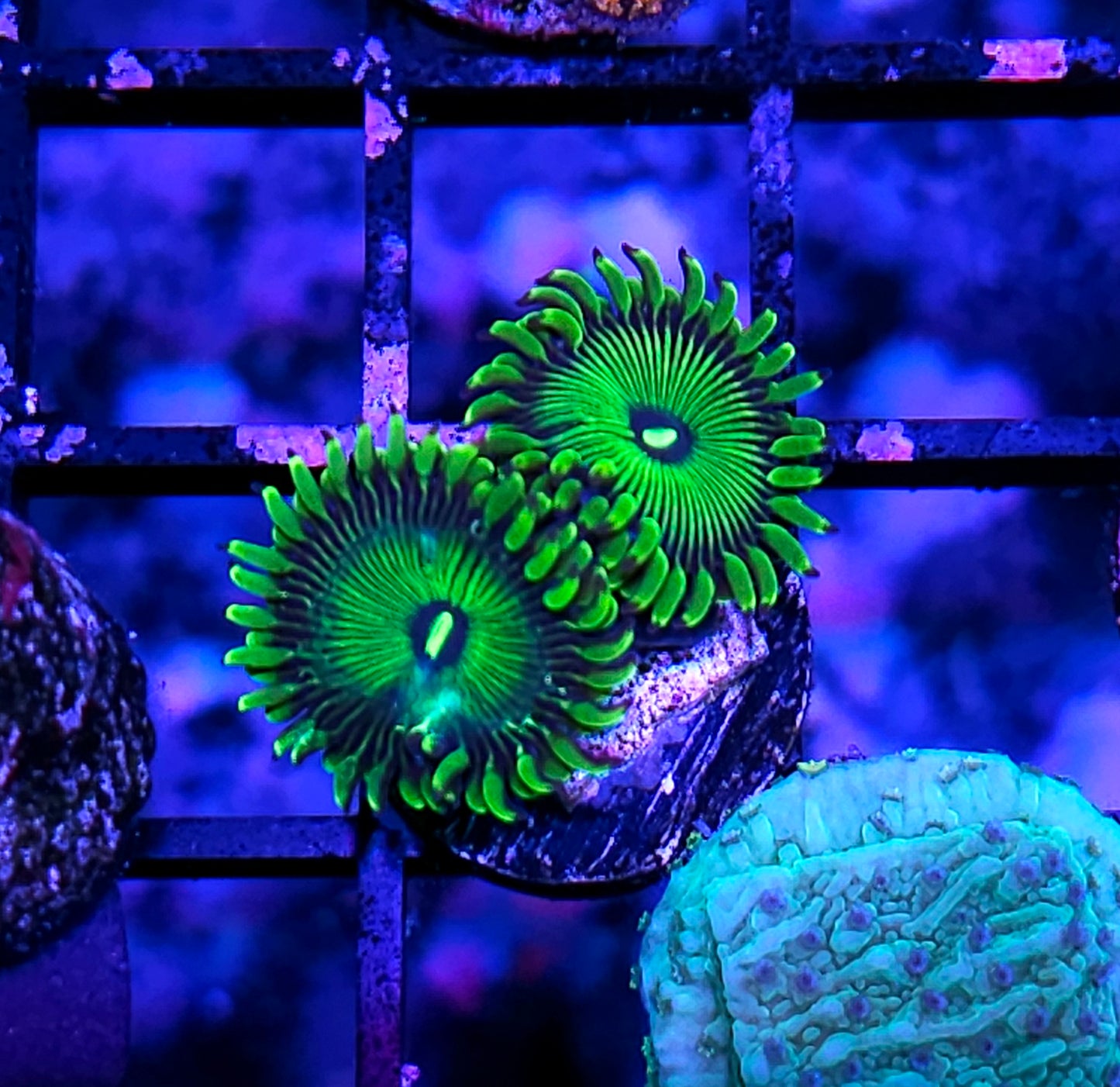 HF Grouchy Green PE Zoas