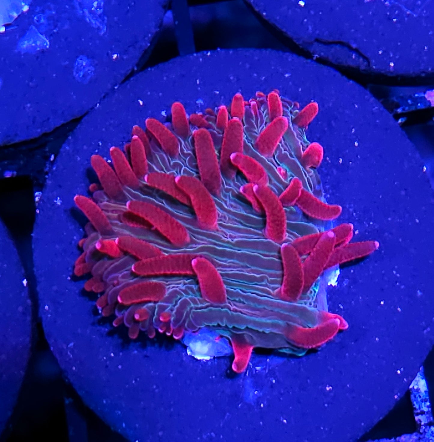 Unicorn Kisses Diaseris