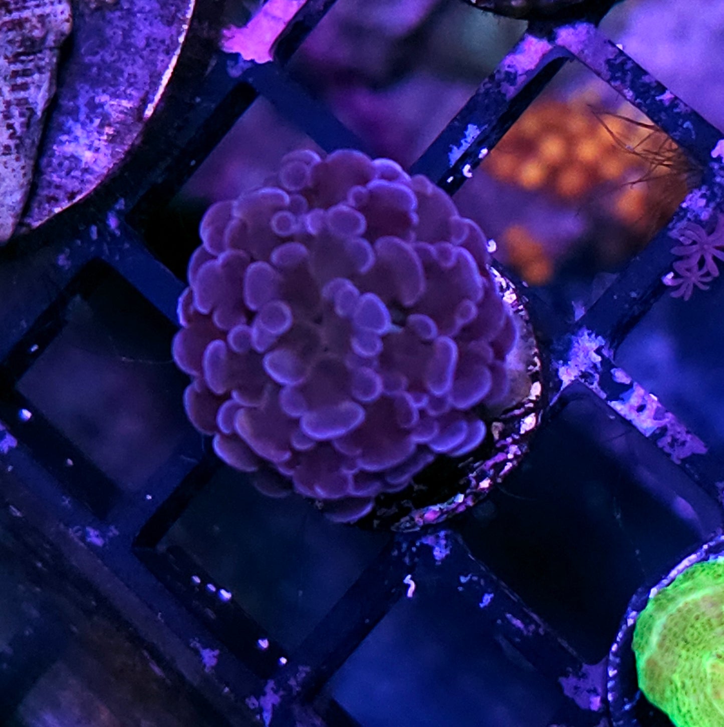 Purple Nurple Branching Hammer