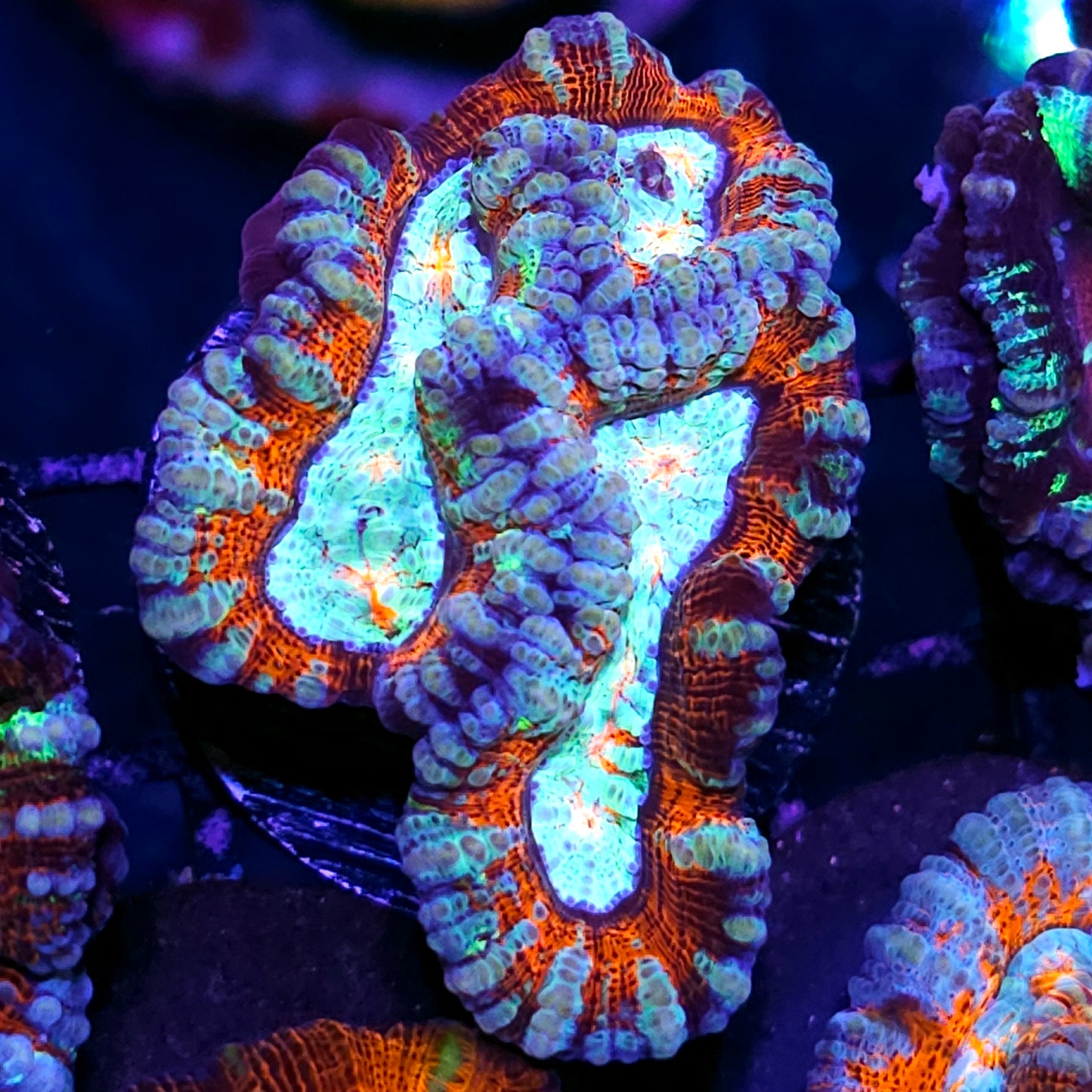 Orange Kiss Symphyllia Wilsoni