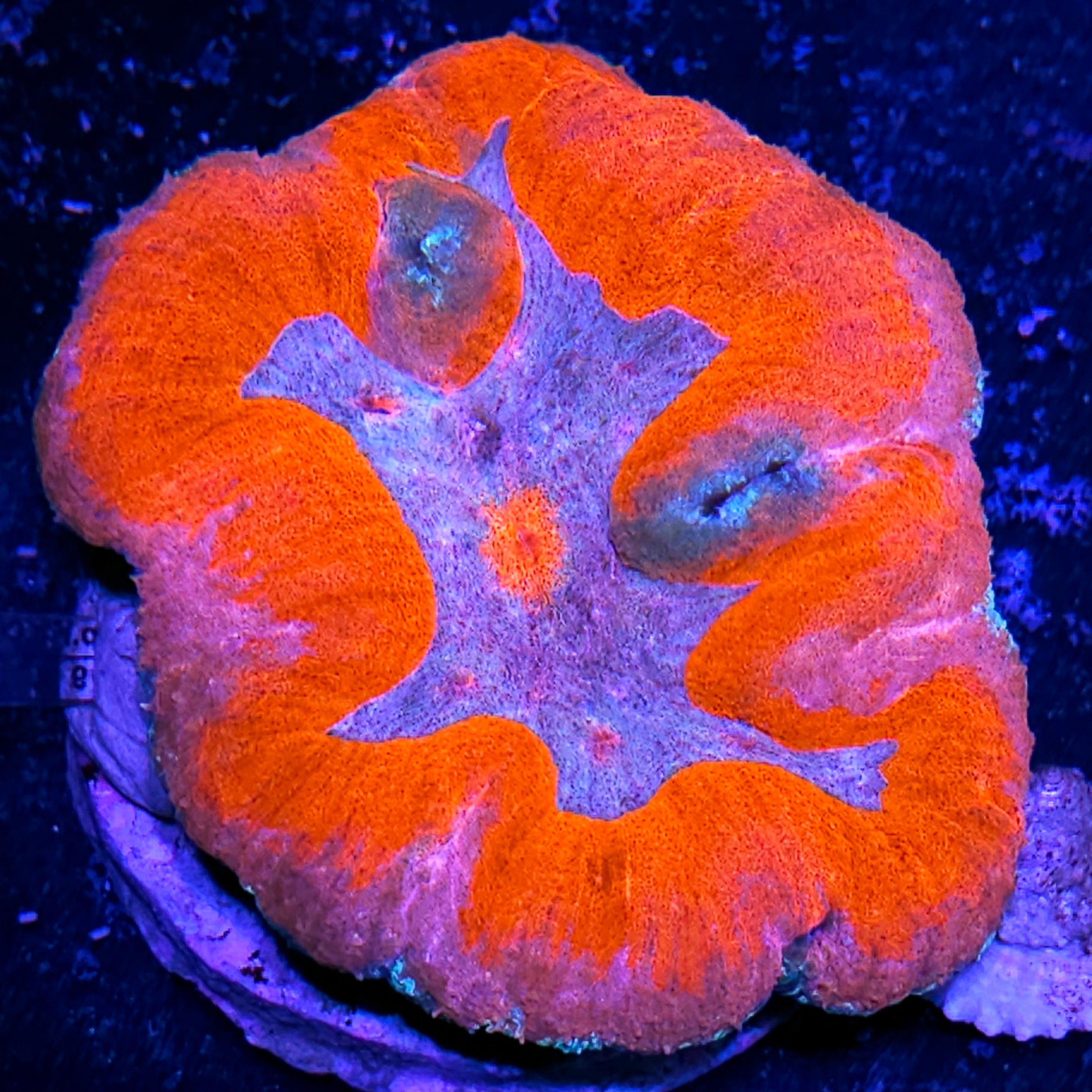 All Coral – Page 2 – Hellfire Frags