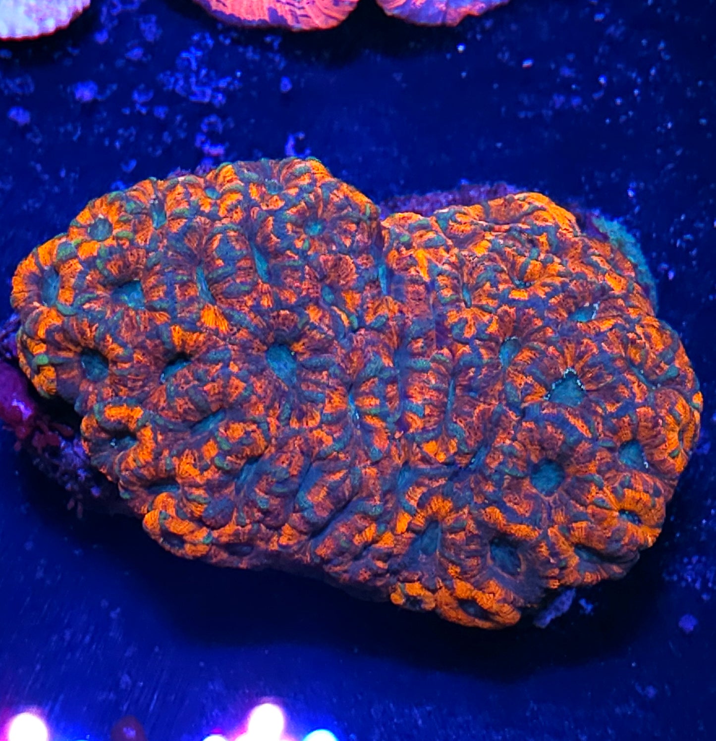 6" Holy Crikey Asian Acan Colony