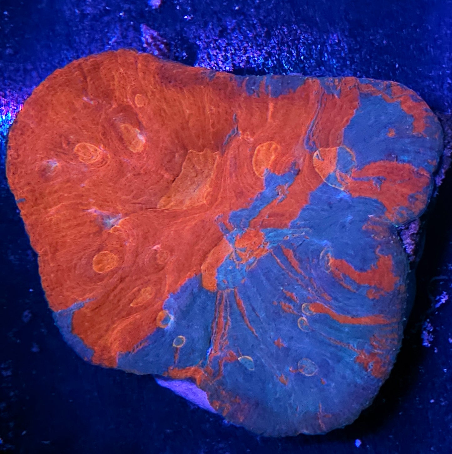 Insanity Australomussa