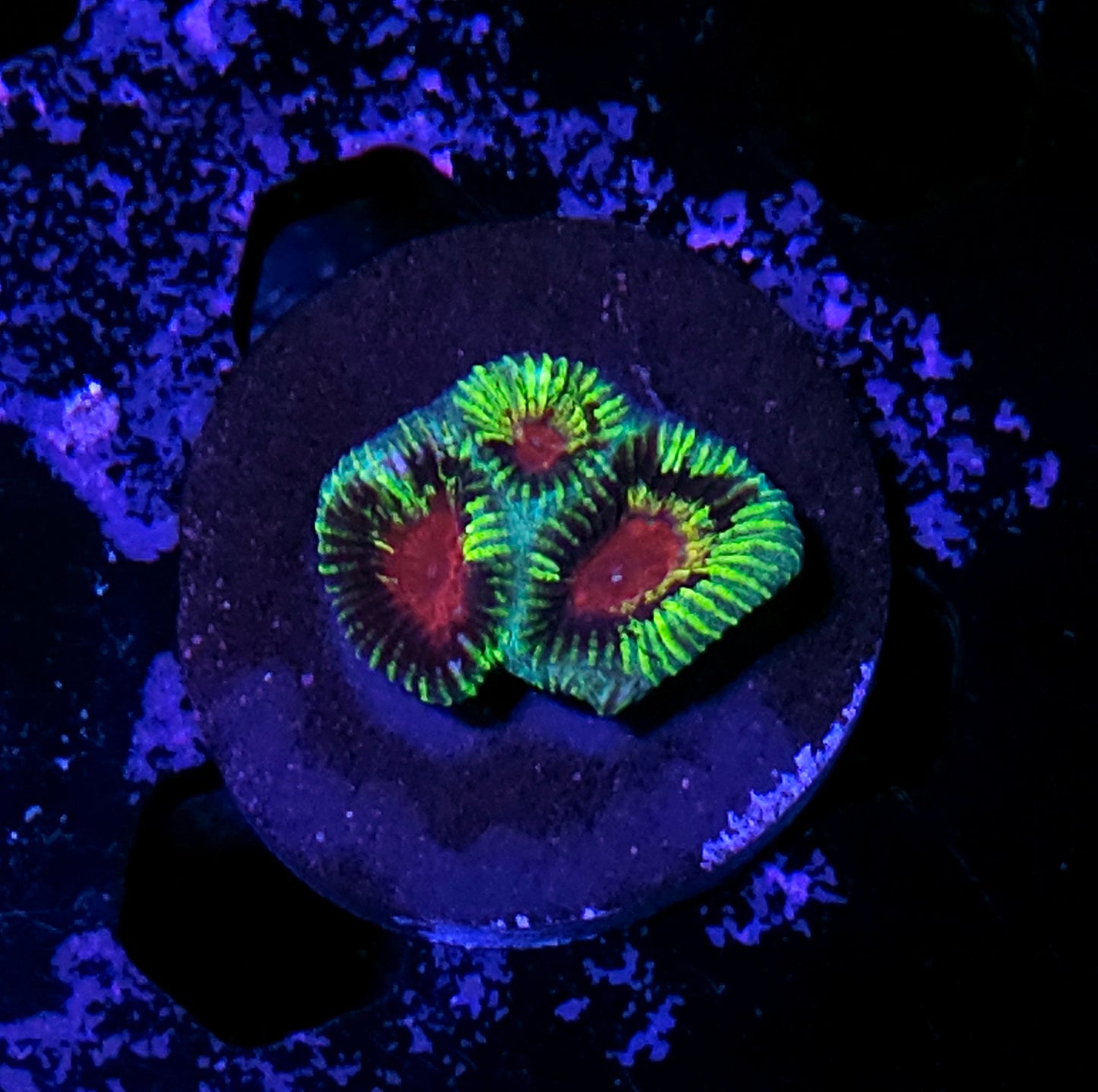 HF Oogie Boogie Favia