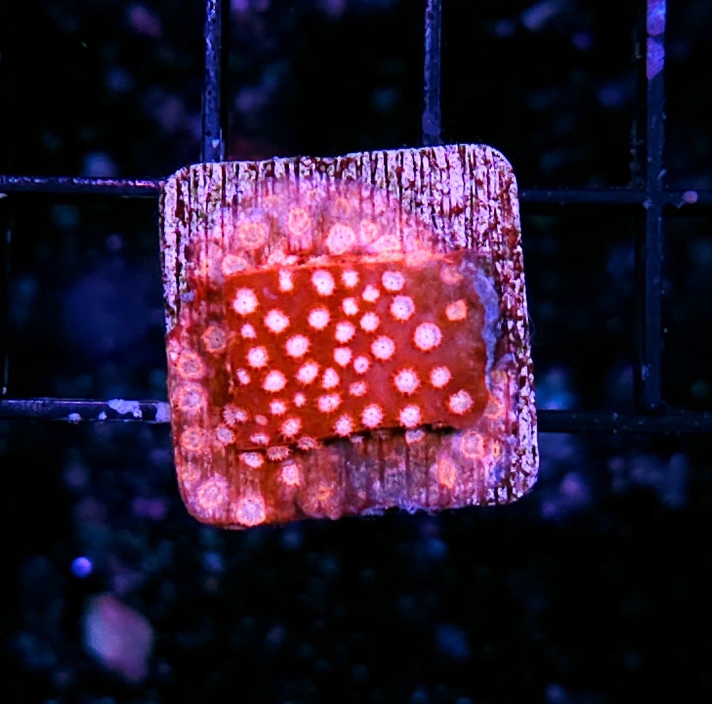 Strawberry Creamcake Cyphastrea