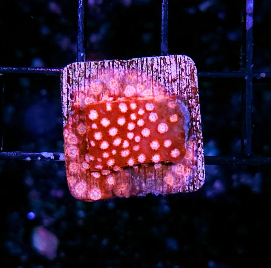 Strawberry Creamcake Cyphastrea