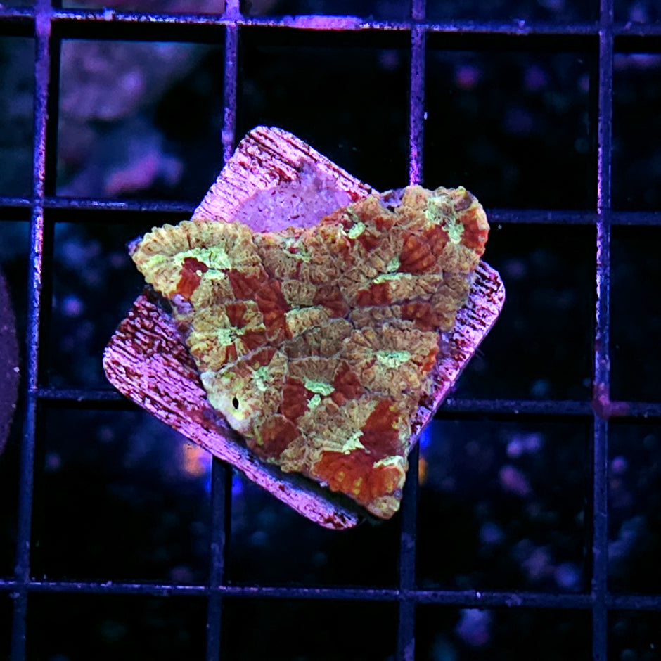 Tyree War and Peace Favia