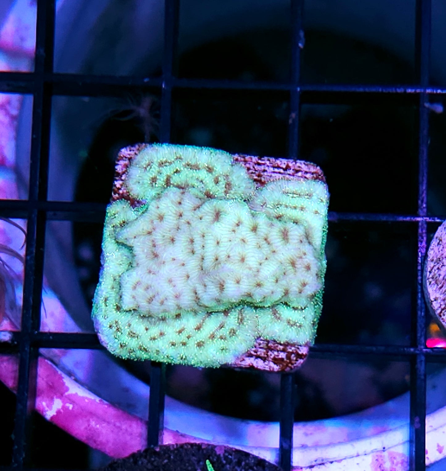 Laser Green Leptosersis