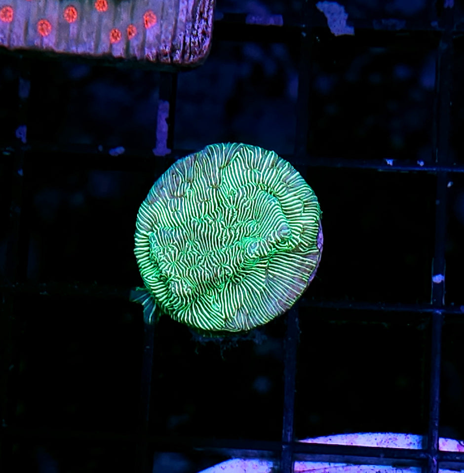 Plasma Green Leptosersis