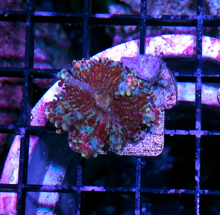 Pomegranate Punch Yuma