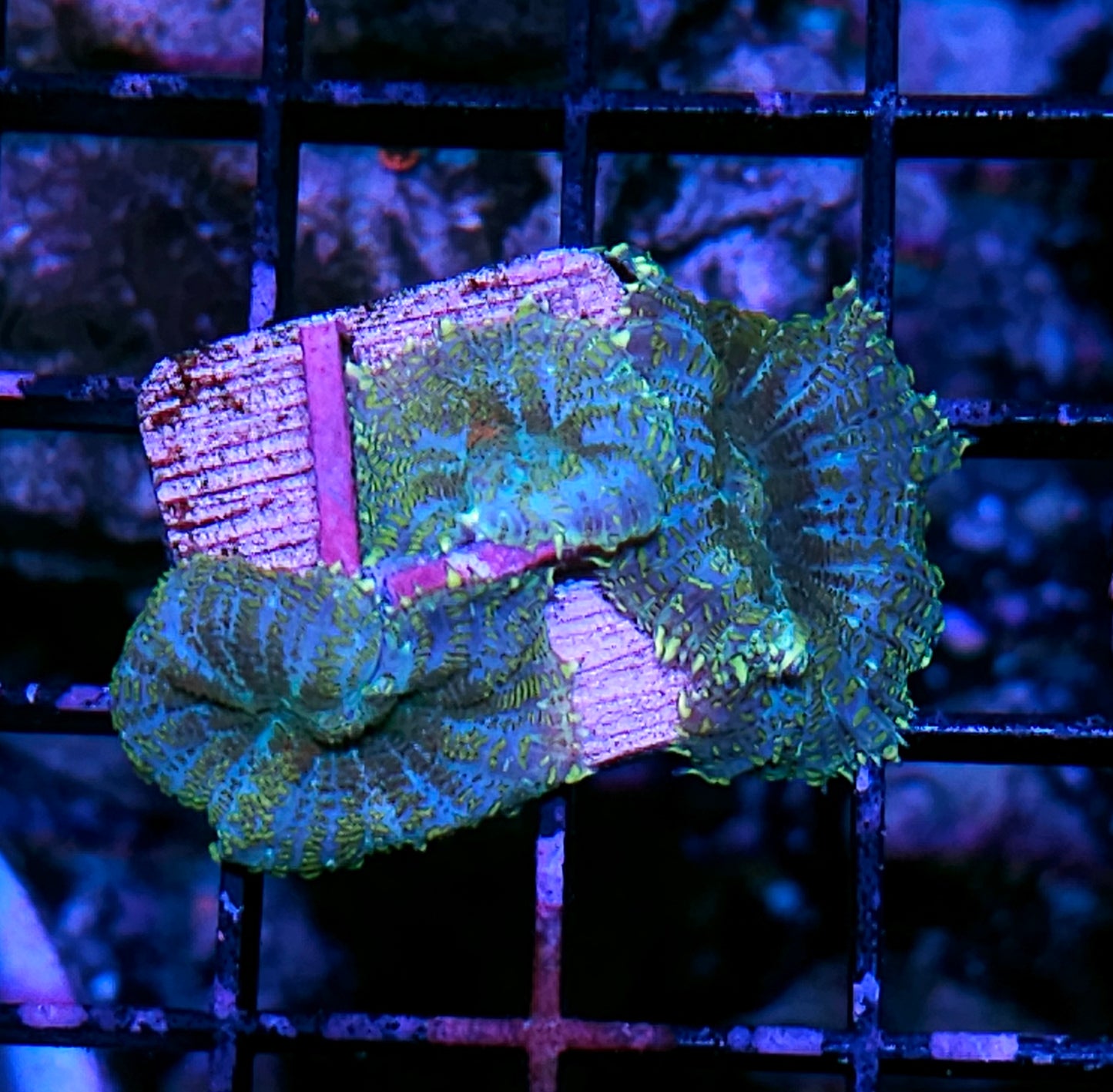 Tahiti Blue Mushrooms