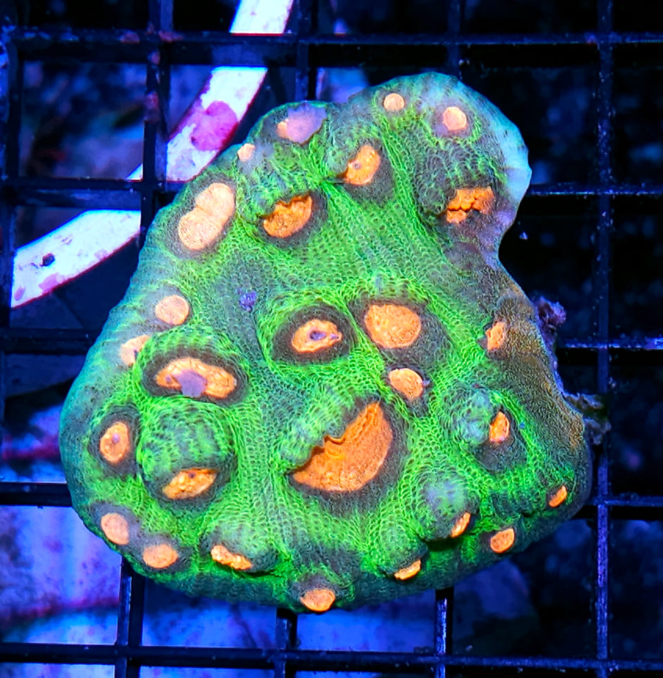 HF Frog Eye Chalice Colony