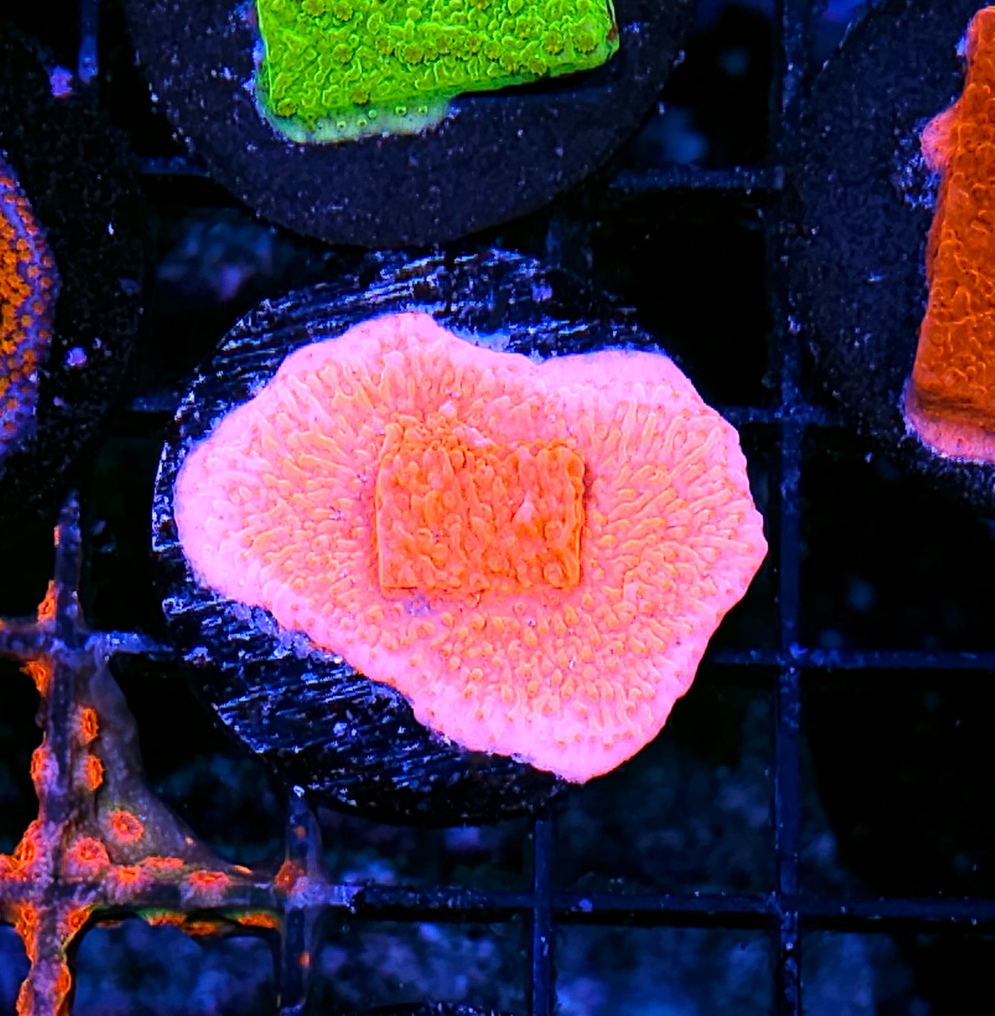 Orange  Montipora Setosa