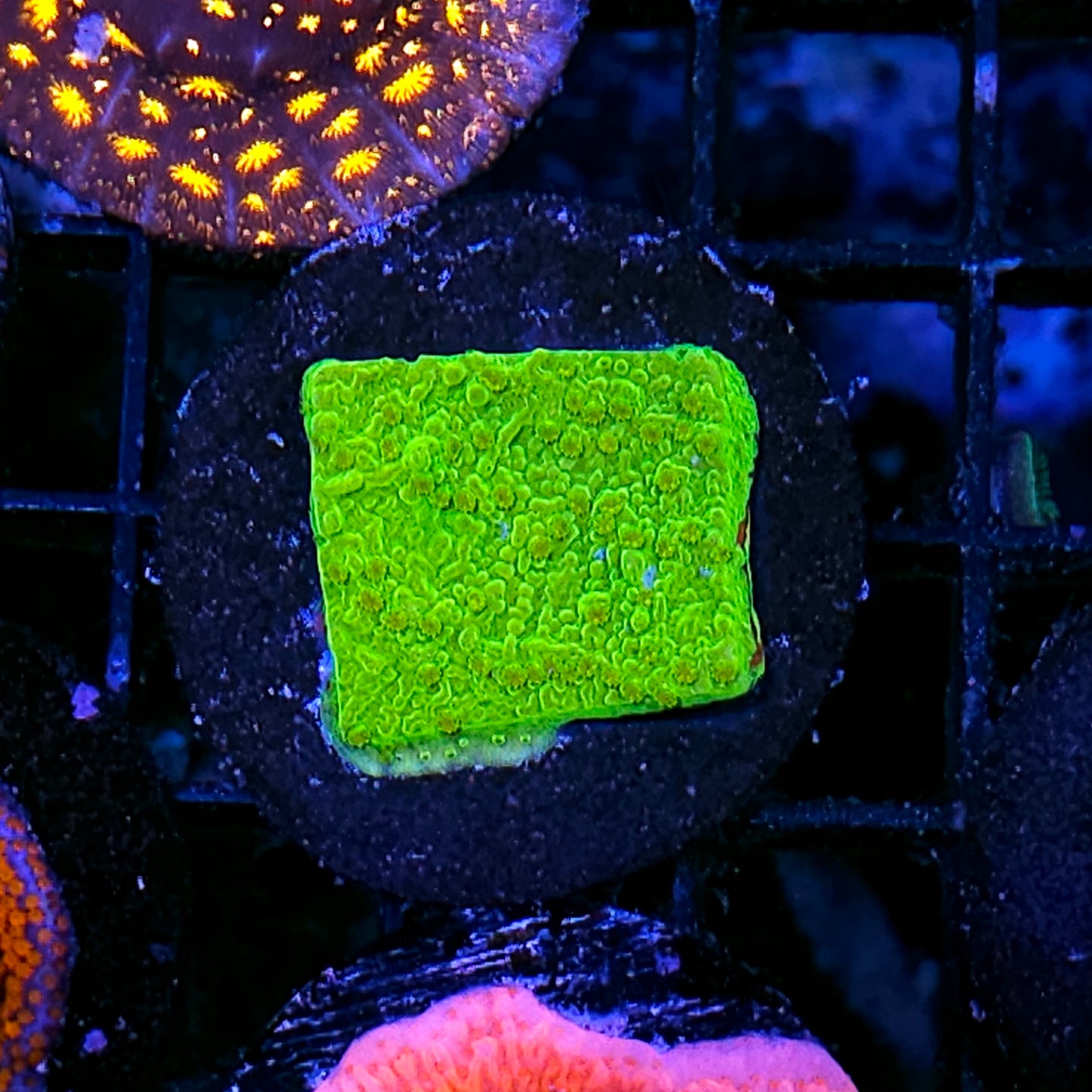 Slime Green Montipora