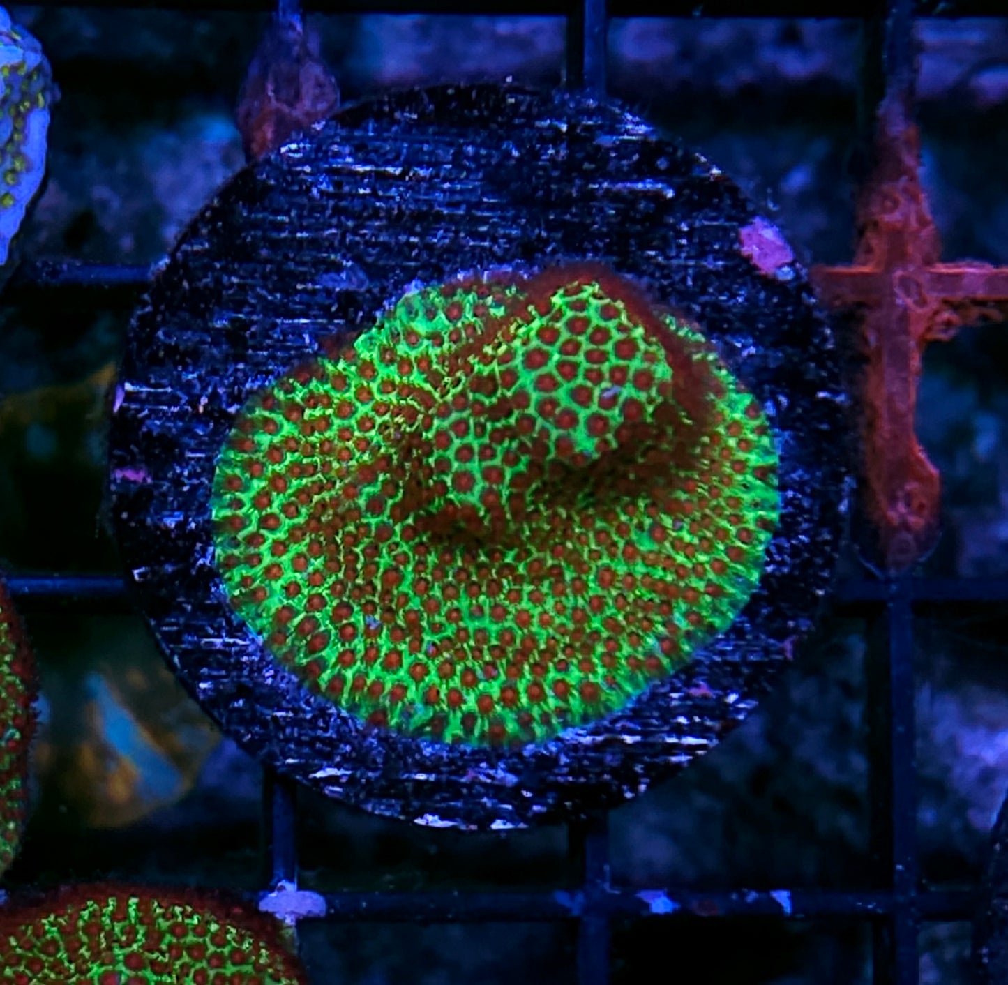 Chilli Pepper Porites