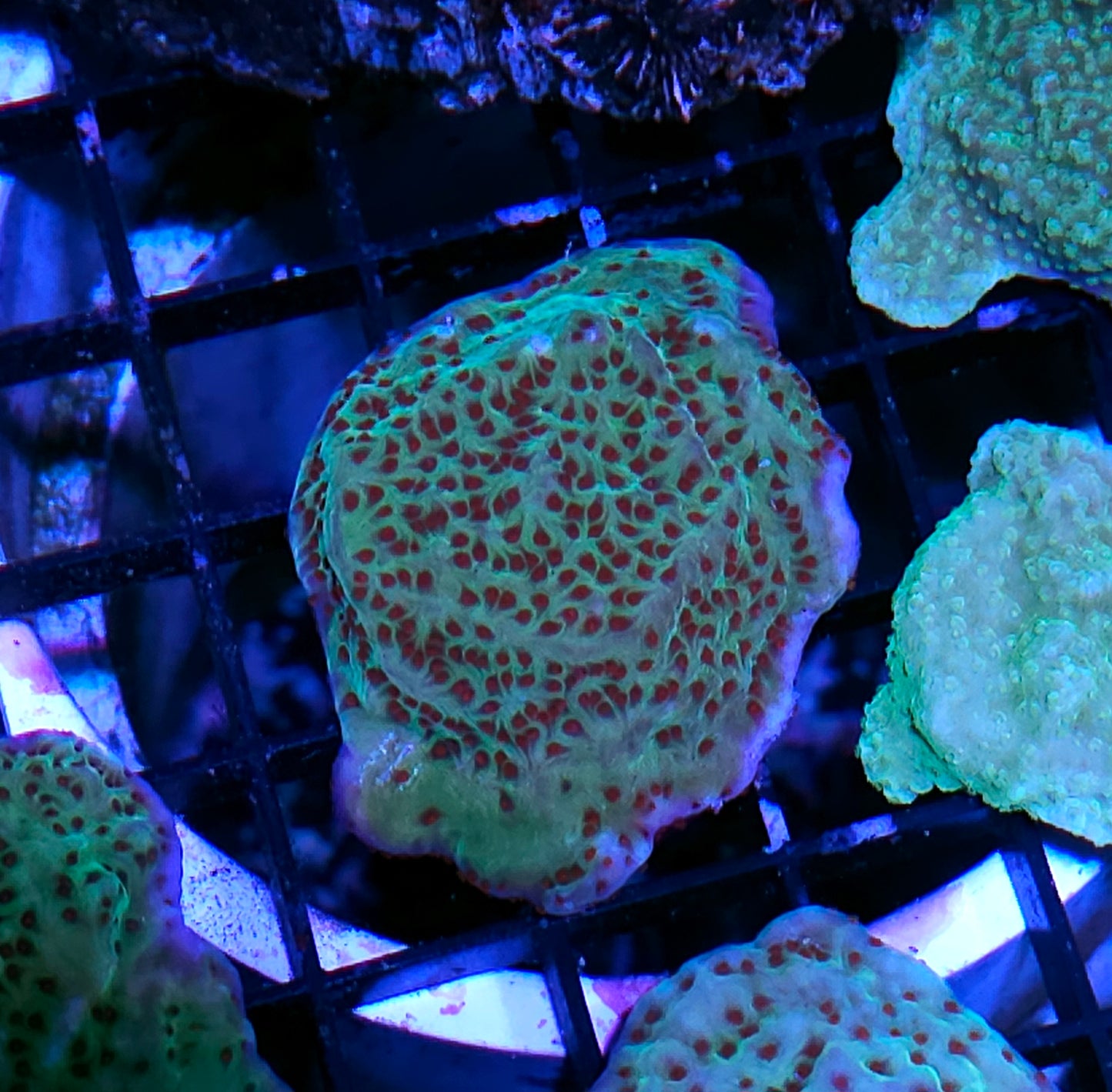 Jedi Mind Tricks Montipora