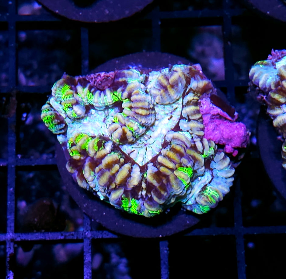 Star Screen Symphyllia Wilsoni