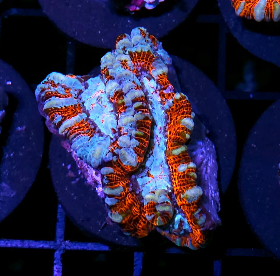 Fire and Ice Symphyllia Wilsoni