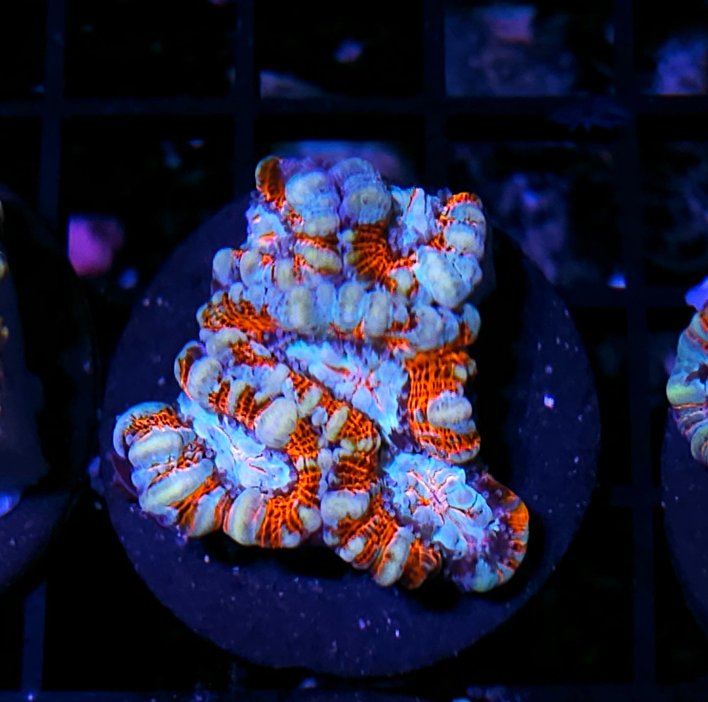 Fire and Ice Symphyllia Wilsoni