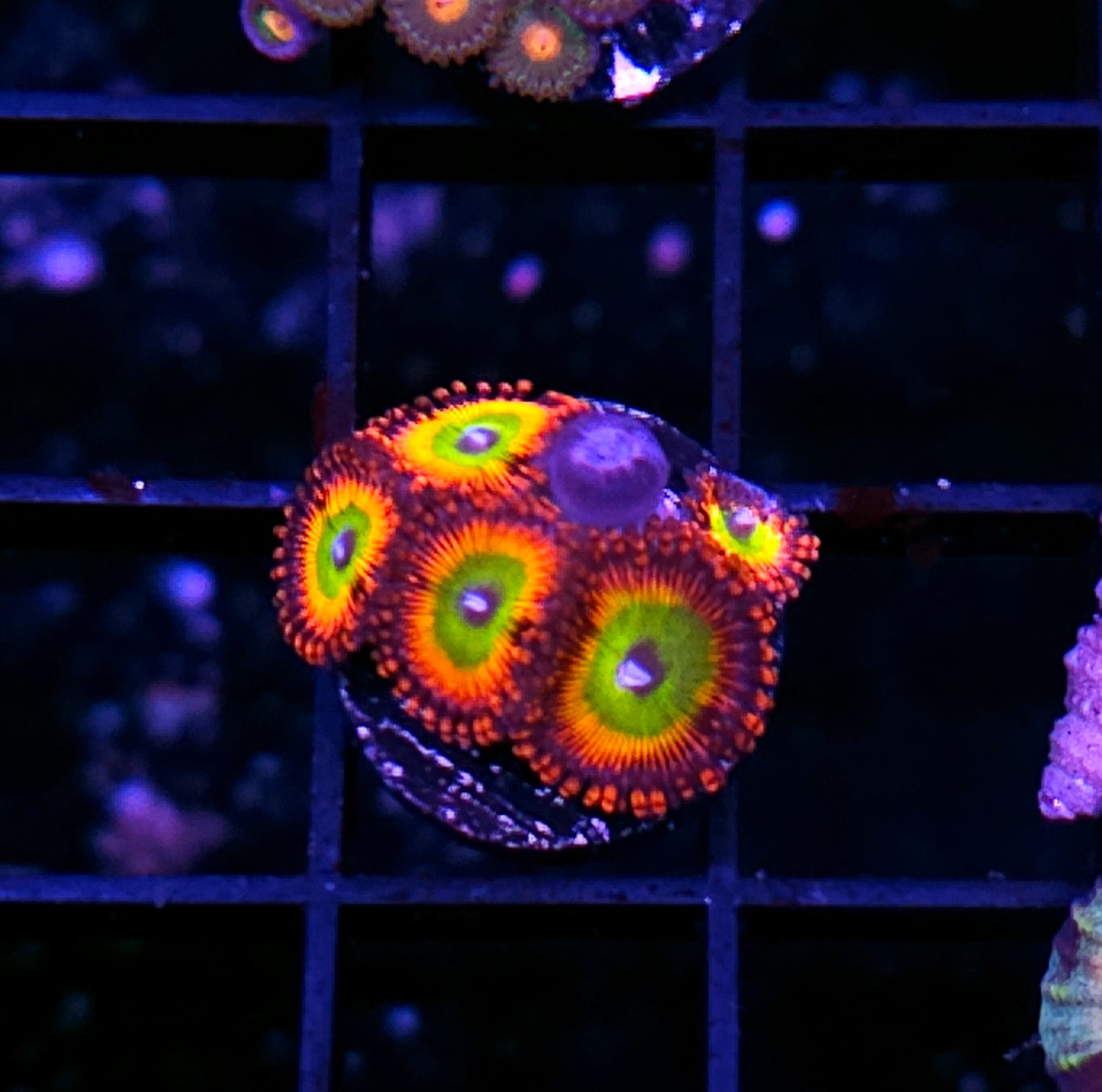 Bowser Zoas