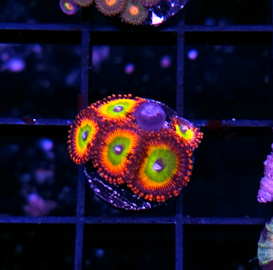 Bowser Zoas