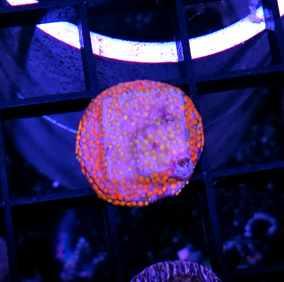 Confused Rainbow Montipora