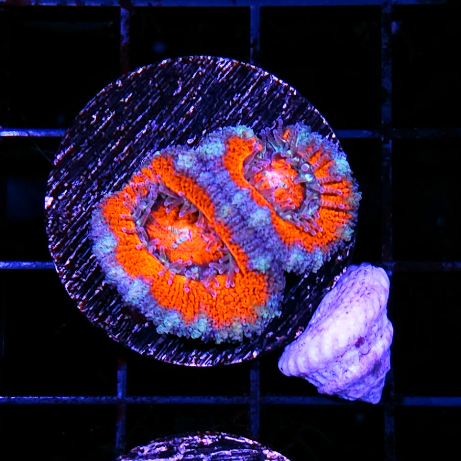 Tropicana Acan