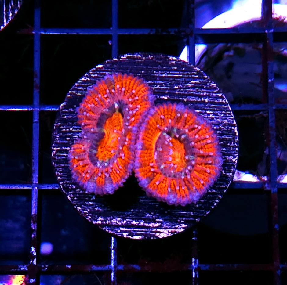Red Rivers Acan