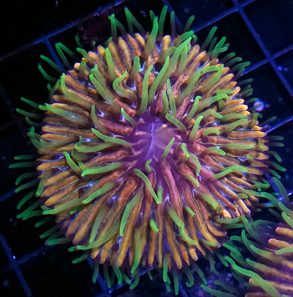 HF Baja Berserk Fungia Plate