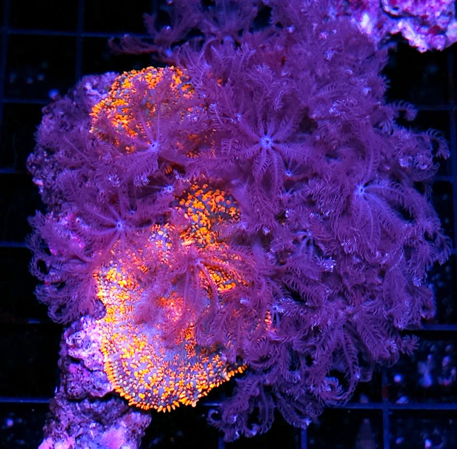 6" Poltergeist Mushroom & Purple Anthelia Colony