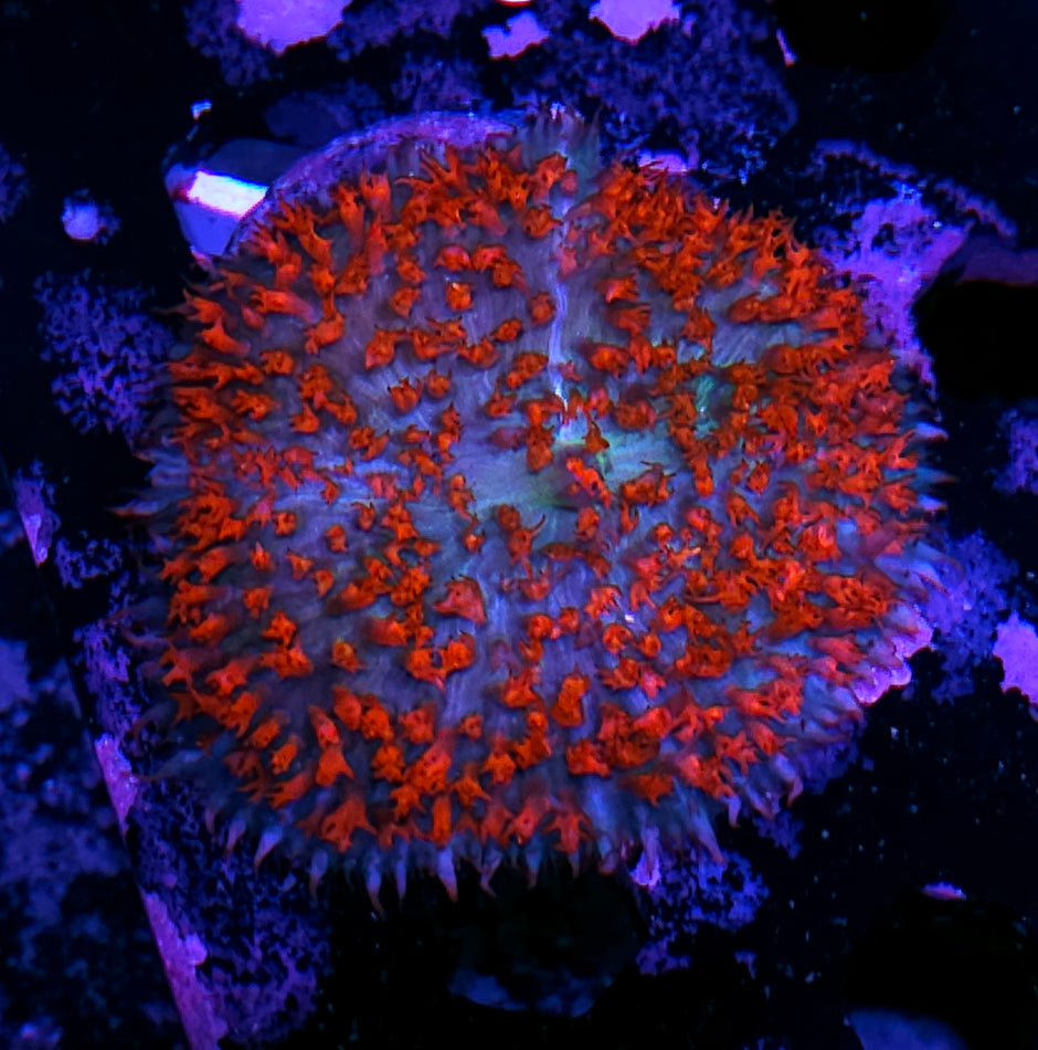 4" Sexy St Thomas Mushroom