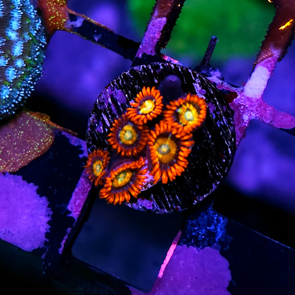Shatterfield Zoas