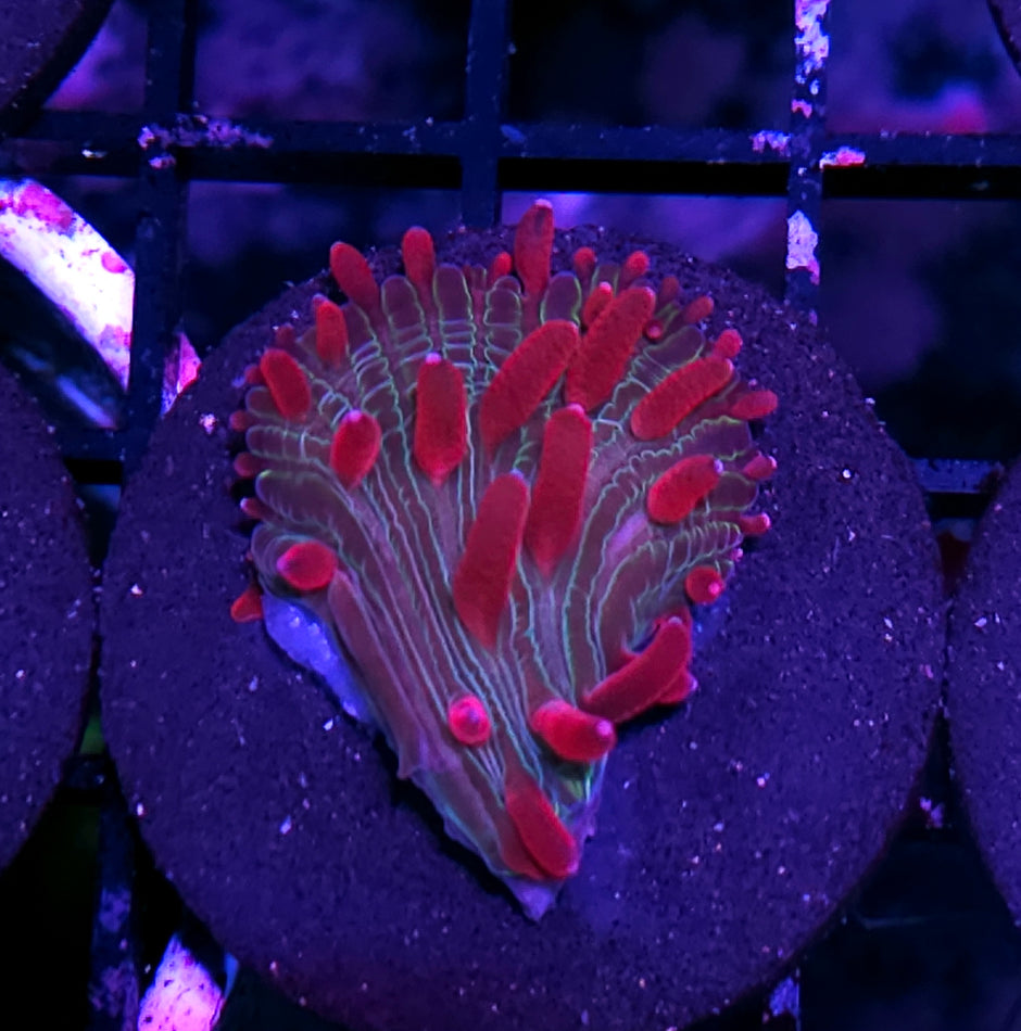 HF Unicorn Kisses Diaseris