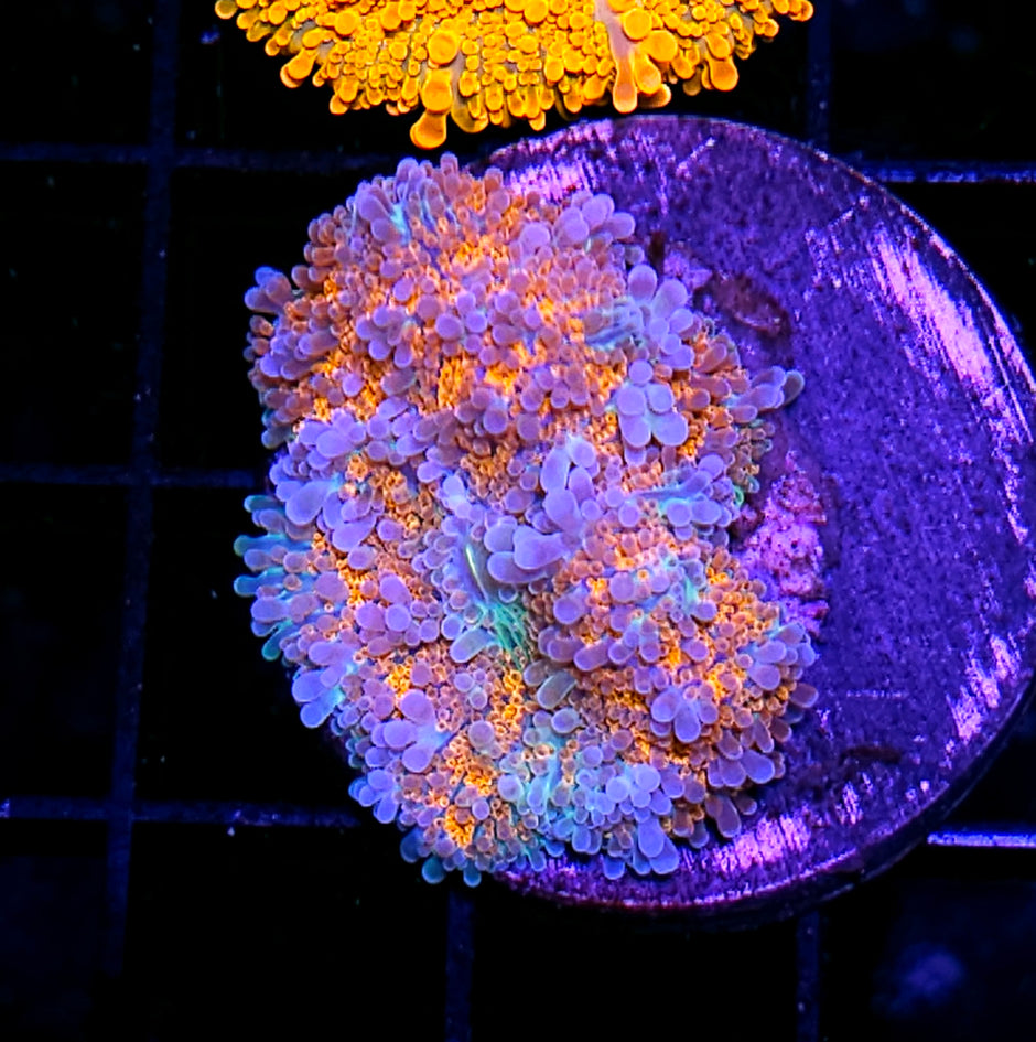 Unfreakingreal Taiwan Yuma