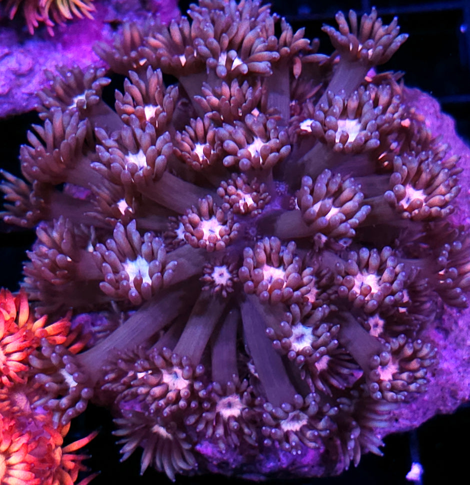 HF Moonlight Sparkle Goniopora Colony