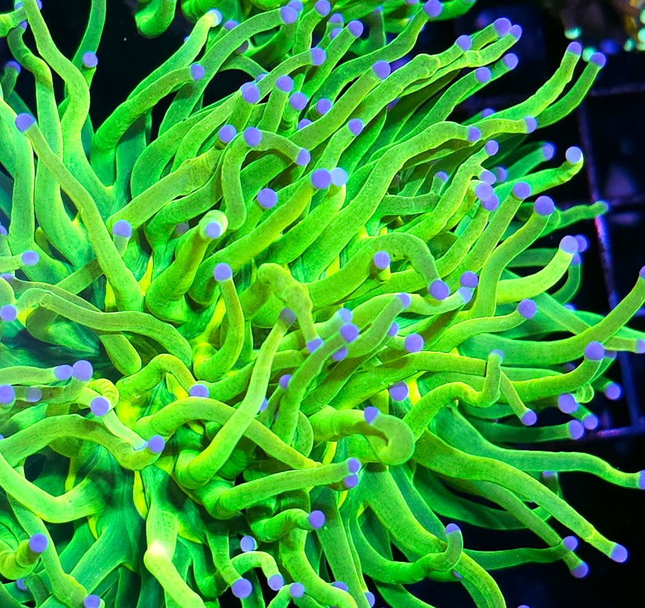 Closet Freak Holy Grail Torch