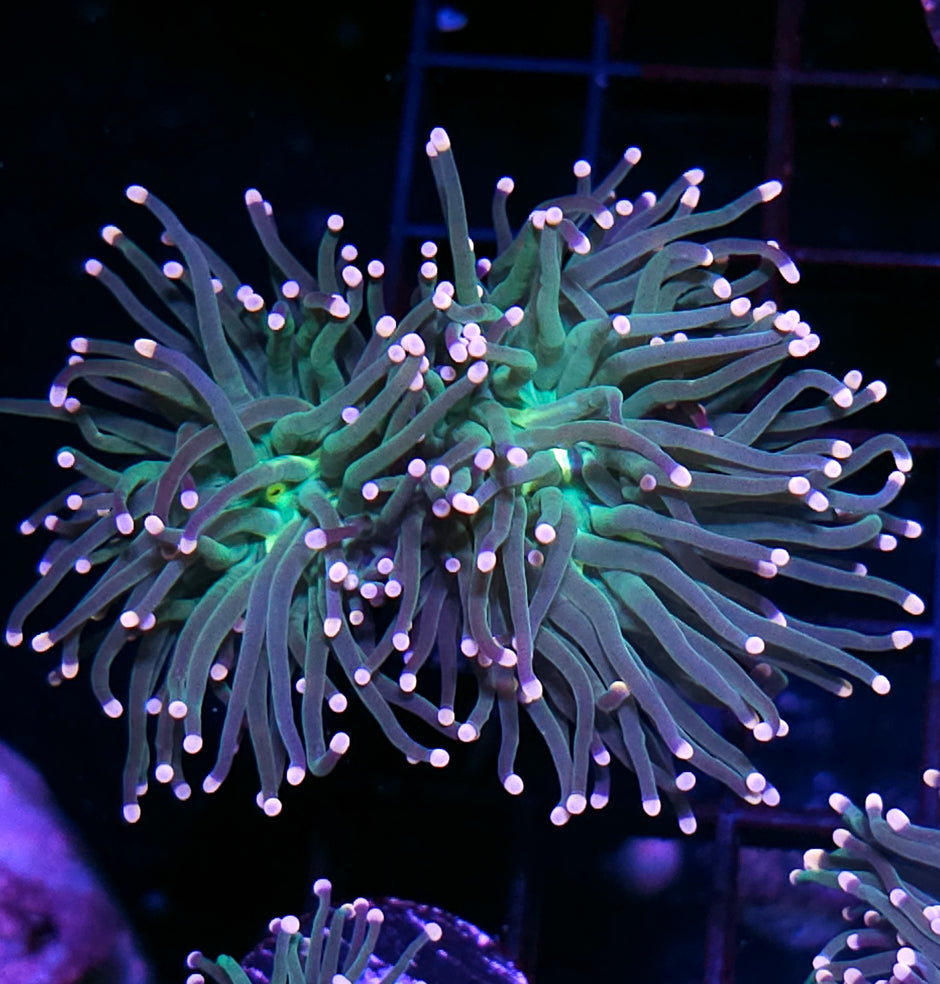 2 Head Bubble Gum Torch