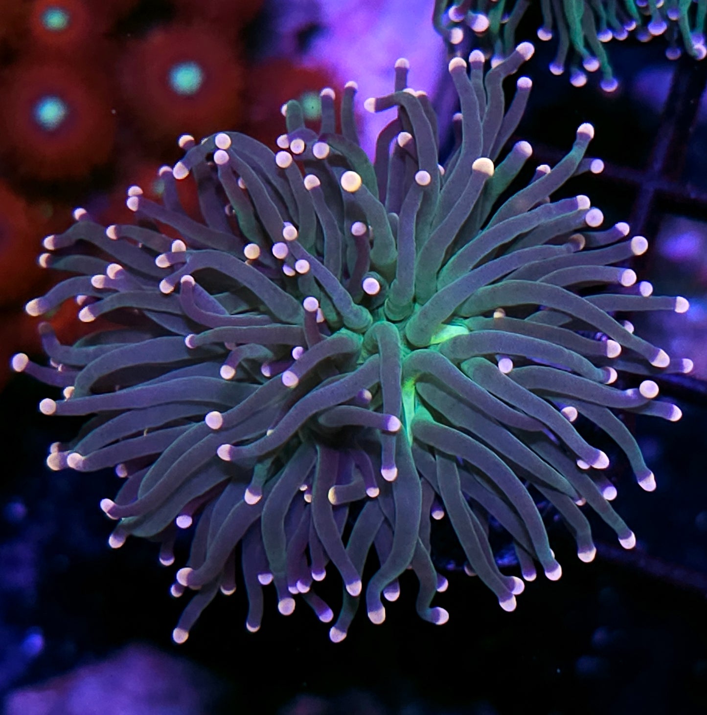 Taipei Rainbow Torch