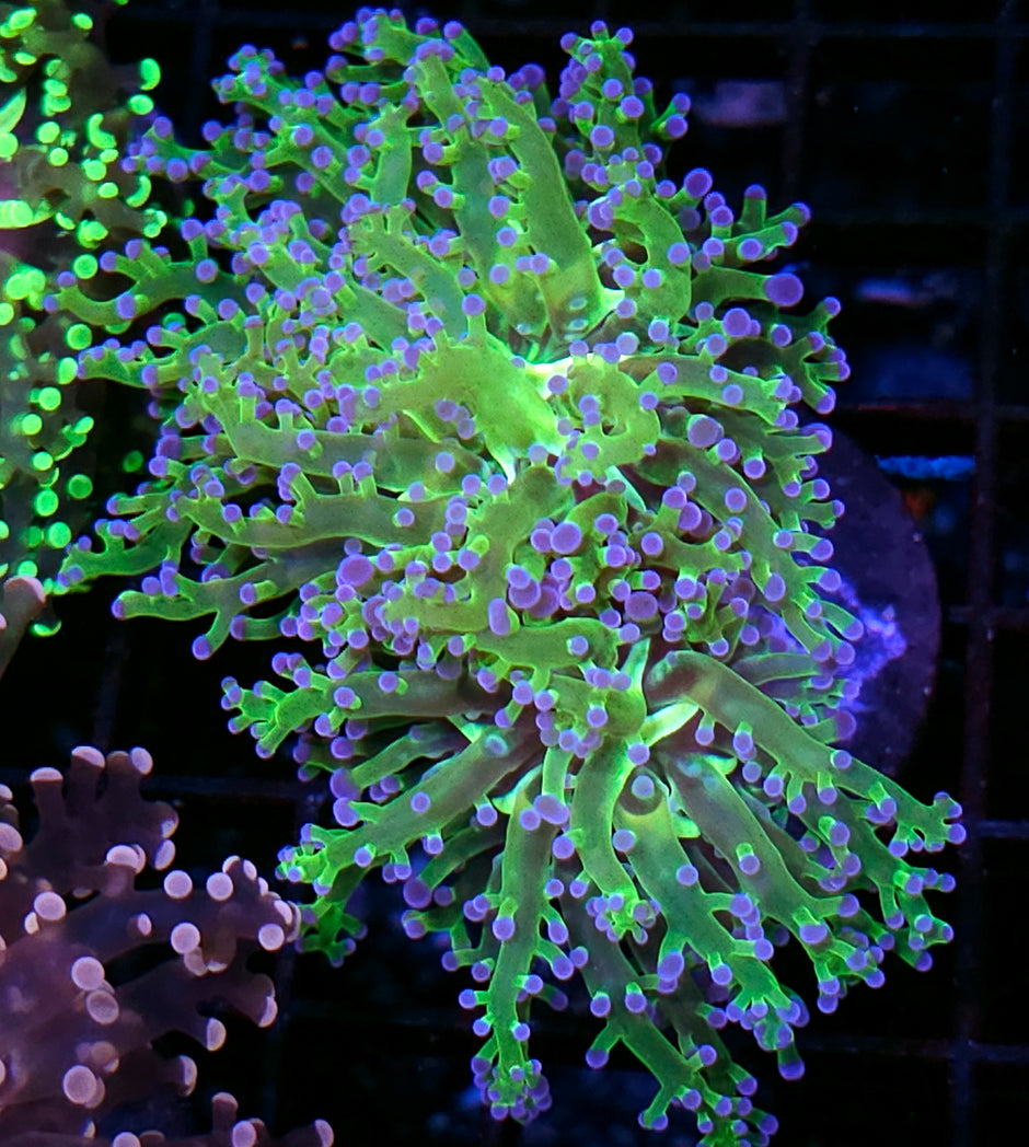 Sexy Purple Tip Frogspawn