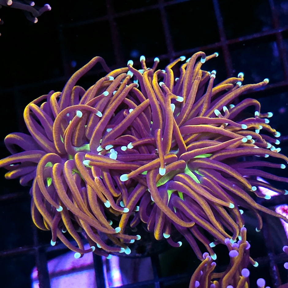 2 Head NY Knicks Torch