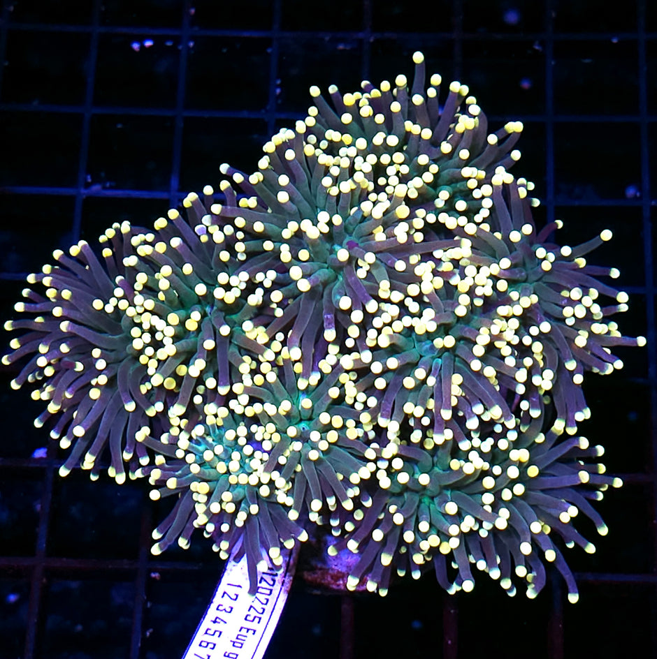 Approx 6-7 Head Dragon Egg Torch Colony 😱