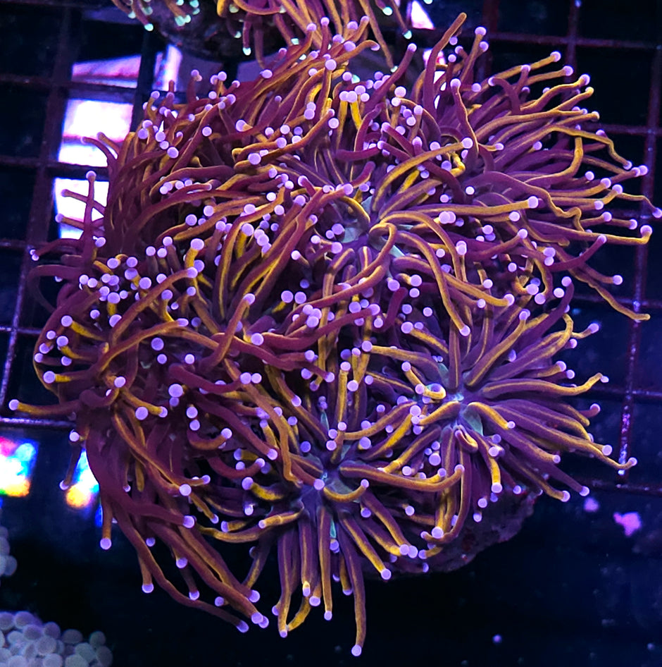 Approx 7-8 Head 18kt Gold Torch Colony