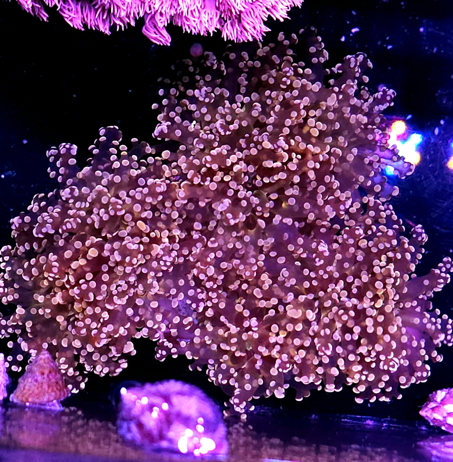 Approx 5-6 Head Orange Frogspawn Colony