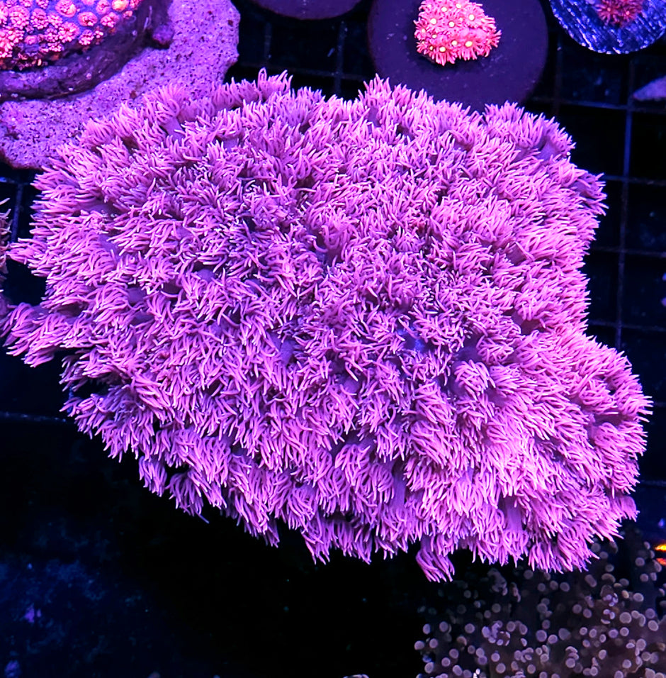 XXL Hubba Bubba Goniopora Colony OPENS BIG