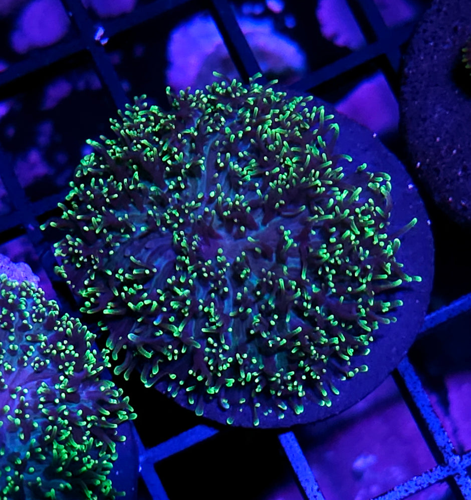 Toxic Shag Carpet Mushroom