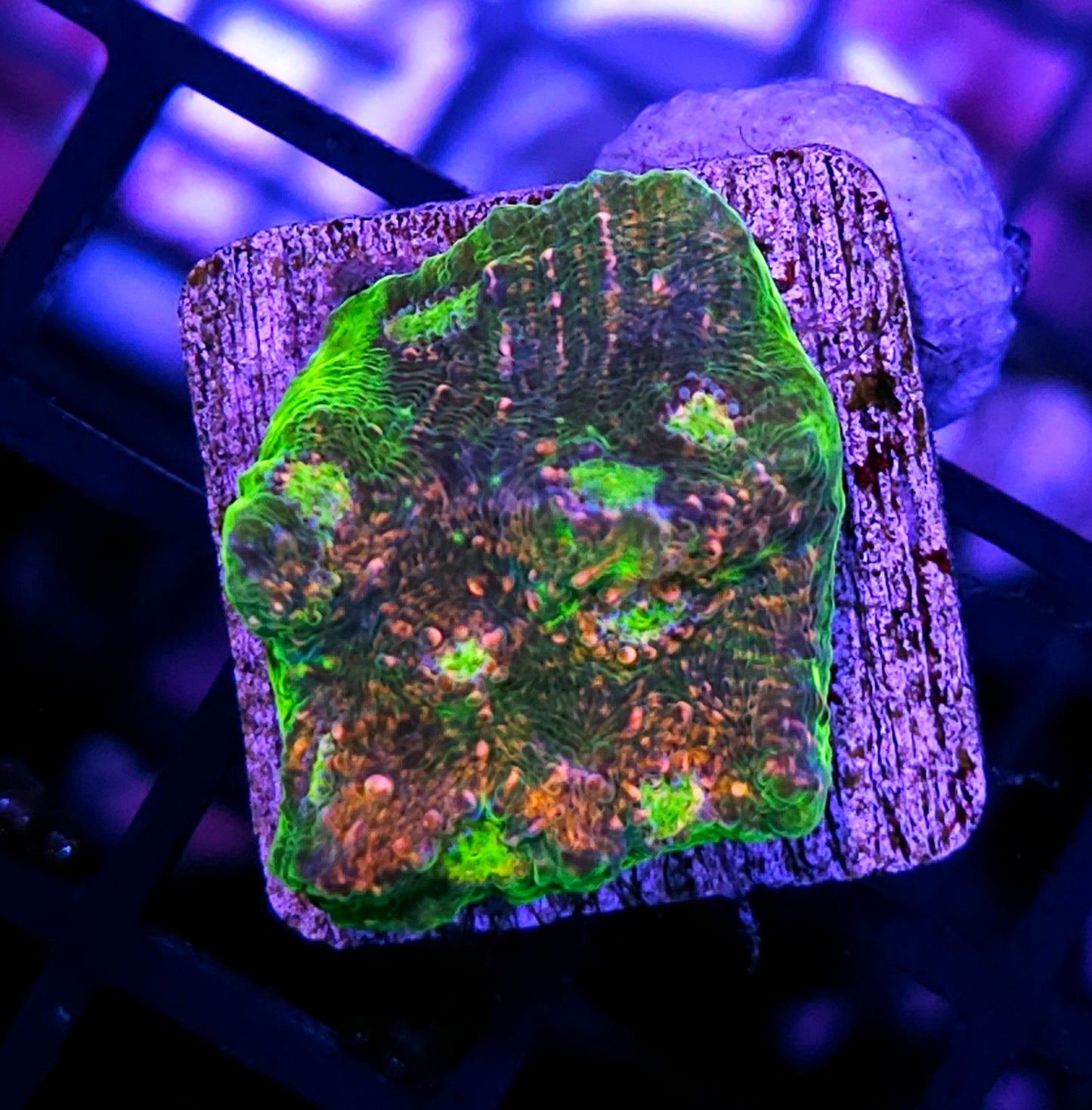 HF Wonkas Watermelon Chalice