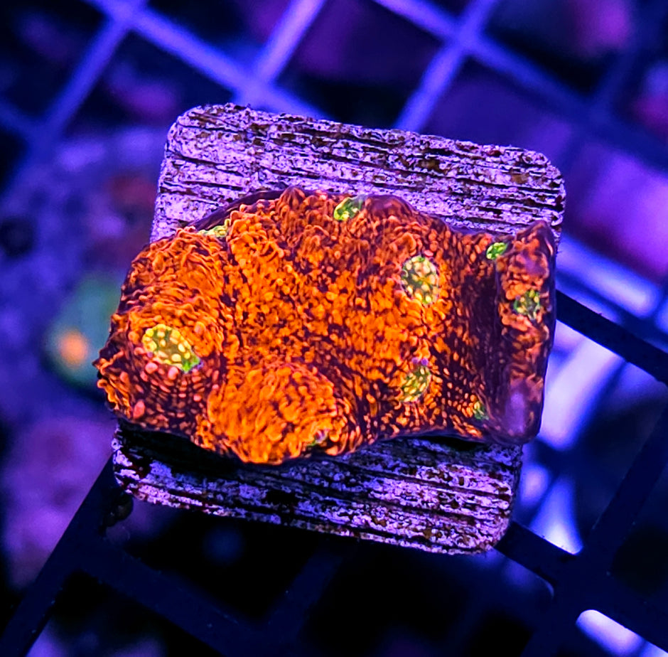 HF Red Planet Chalice