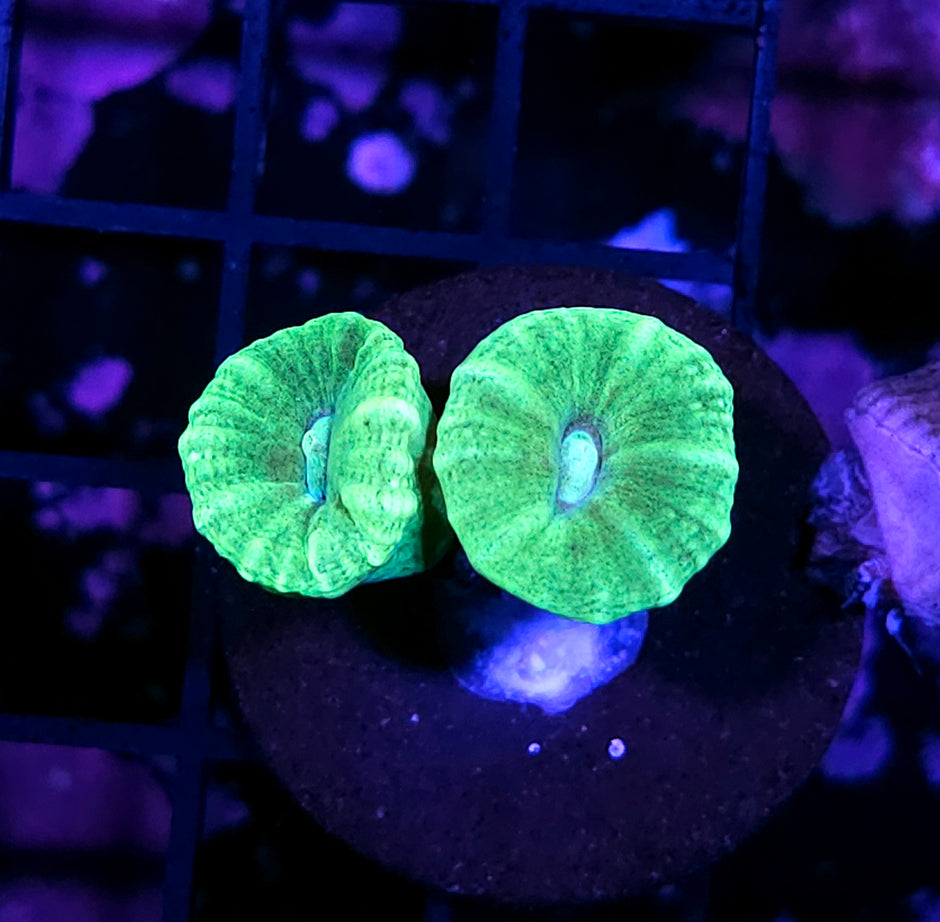 Kryptonite Candy Cane